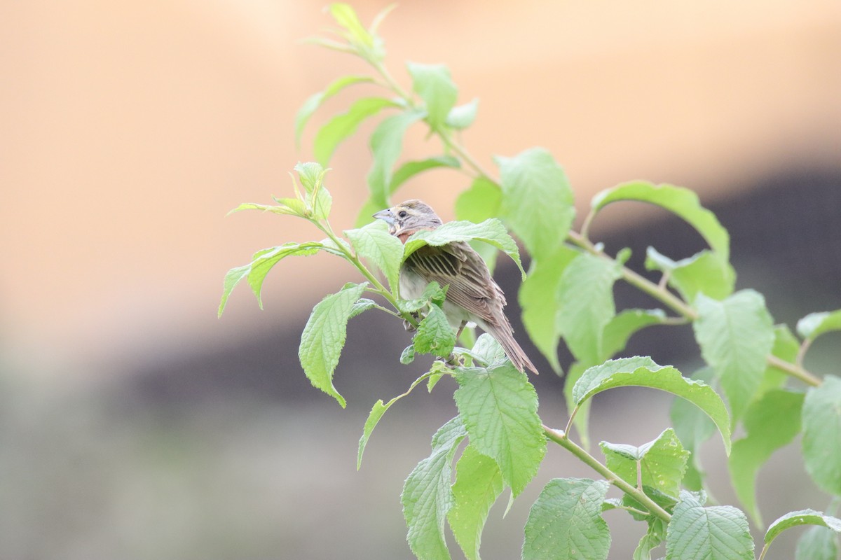 Dickcissel - ML639905722