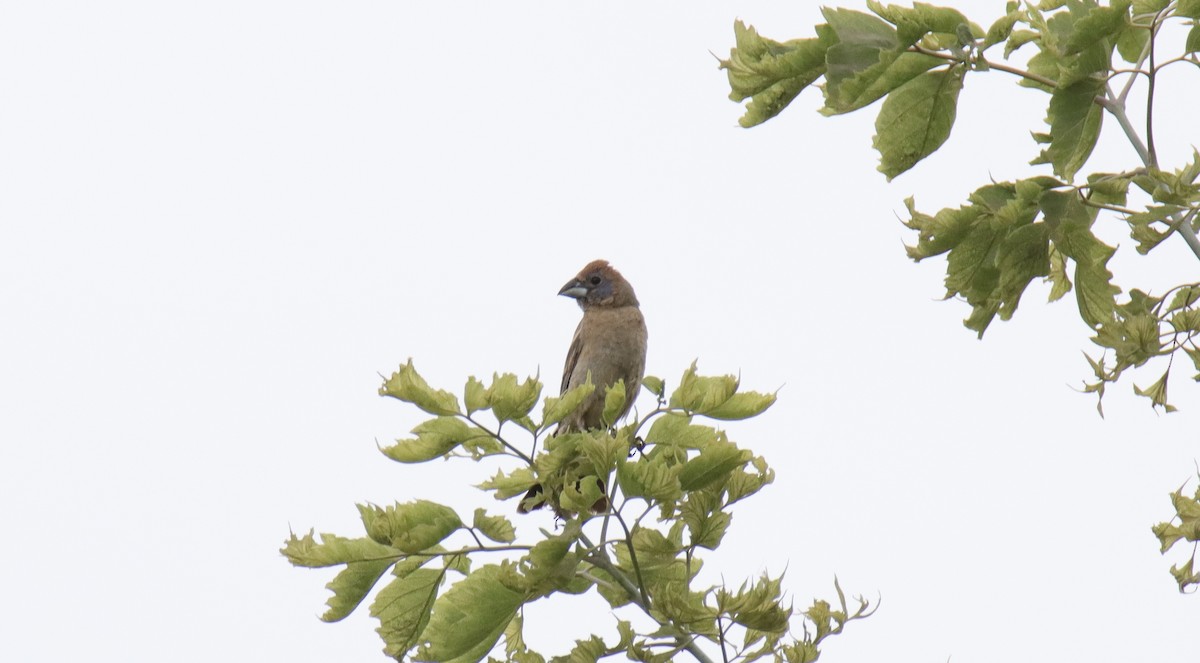 Blue Grosbeak - ML639905727