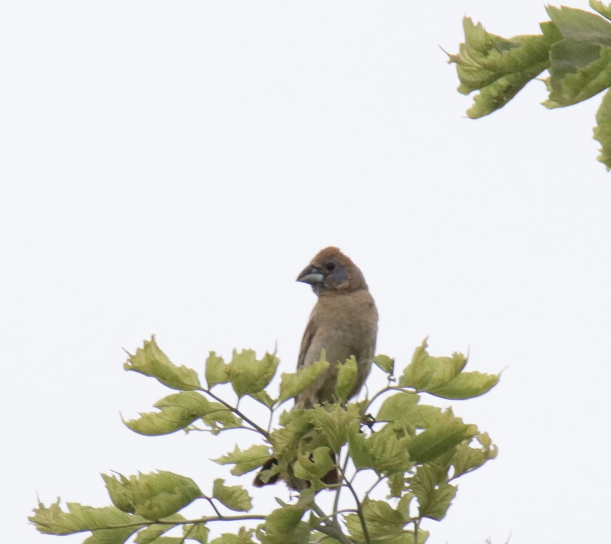 Blue Grosbeak - ML639905728