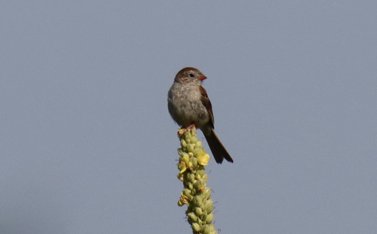 Field Sparrow - ML639905750