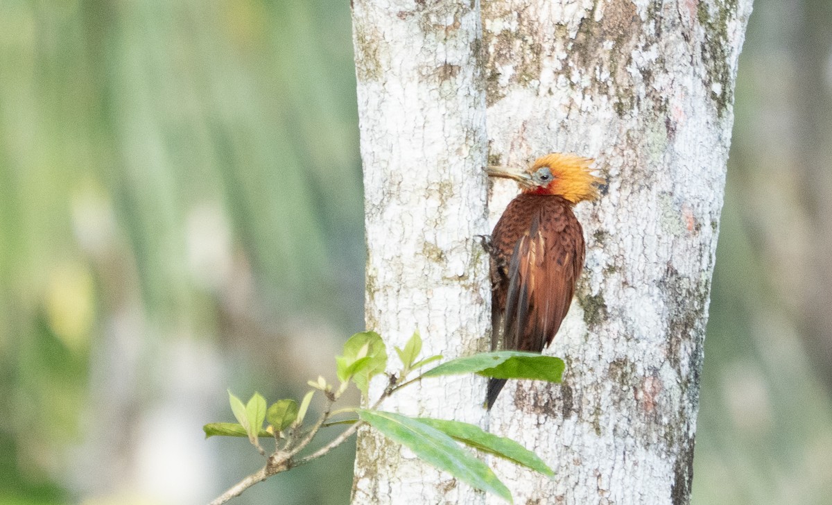 Chestnut-colored Woodpecker - ML639905817