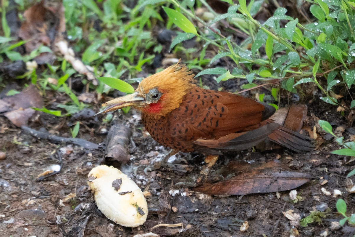 Chestnut-colored Woodpecker - ML639905818