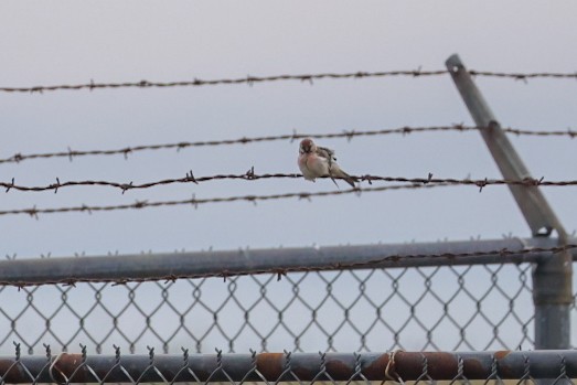 Redpoll (Hoary) - ML639905855