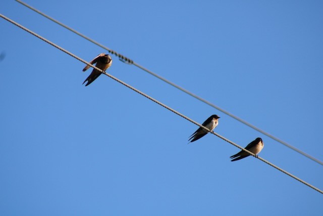 Barn Swallow - ML639905895