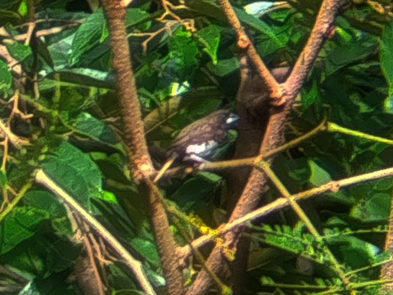 White-bellied Munia - ML639905901