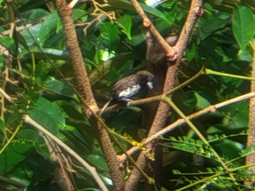White-bellied Munia - ML639905902