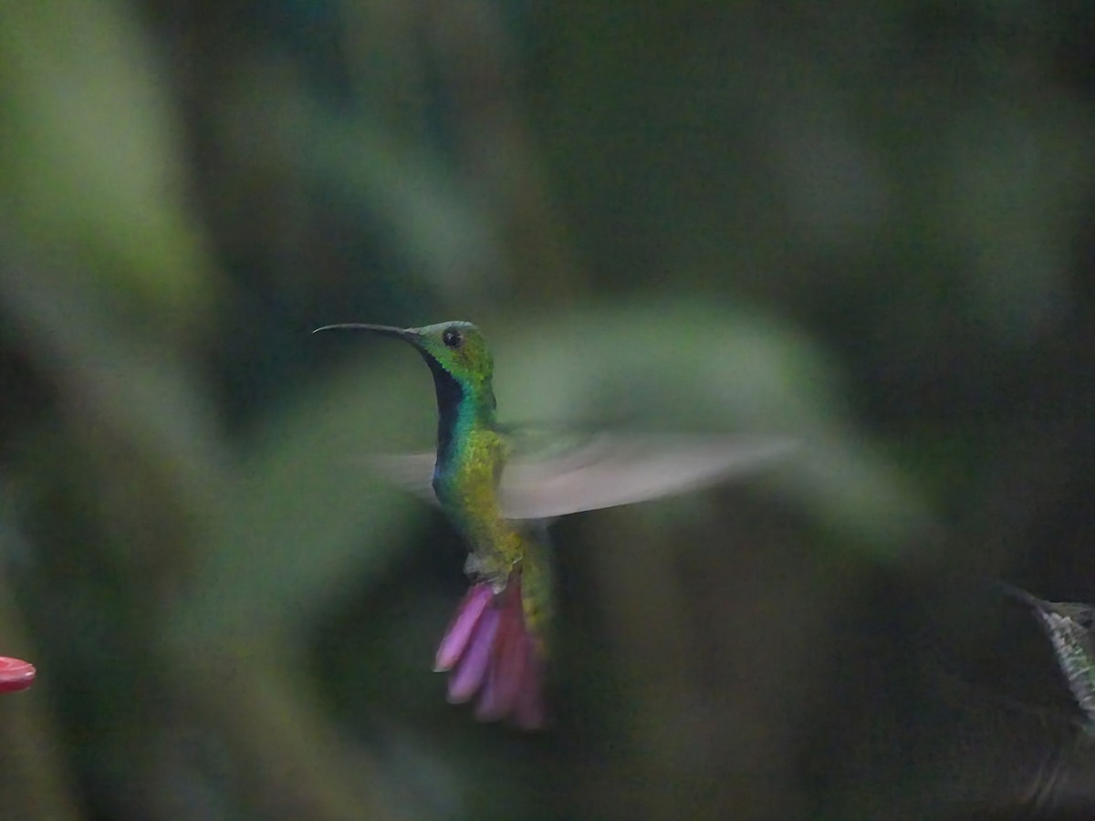 Green-breasted Mango - ML639905915