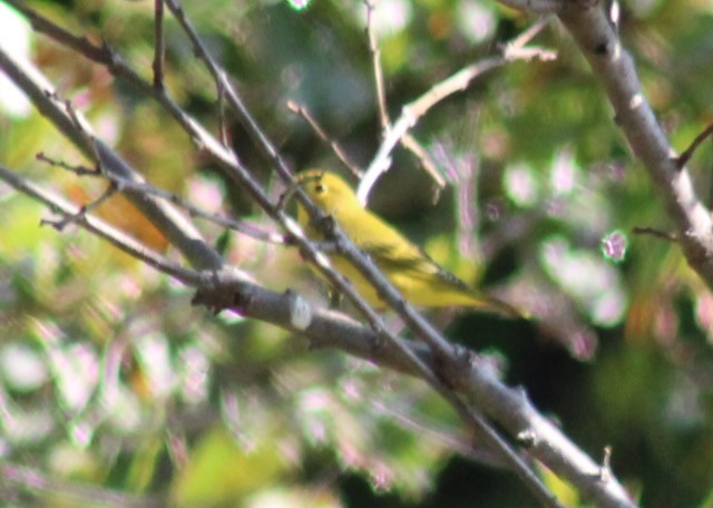 Yellow Warbler - ML639905931