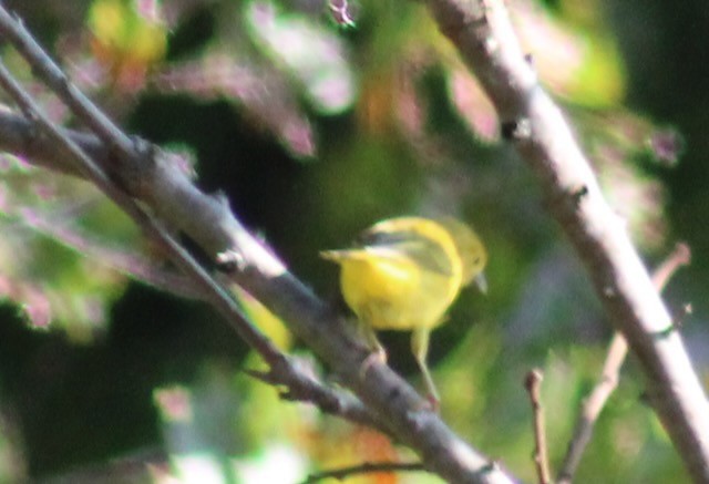Yellow Warbler - ML639905932