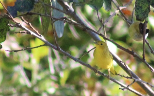 Yellow Warbler - ML639905933