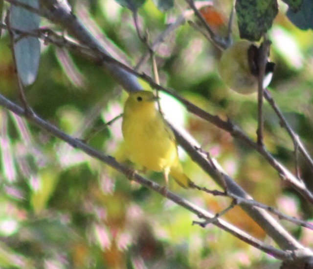 Yellow Warbler - ML639905934