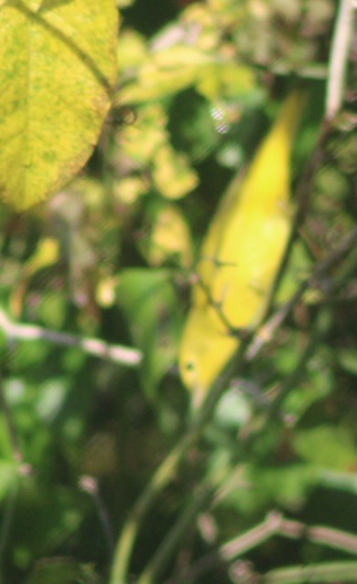 Yellow Warbler - ML639905935