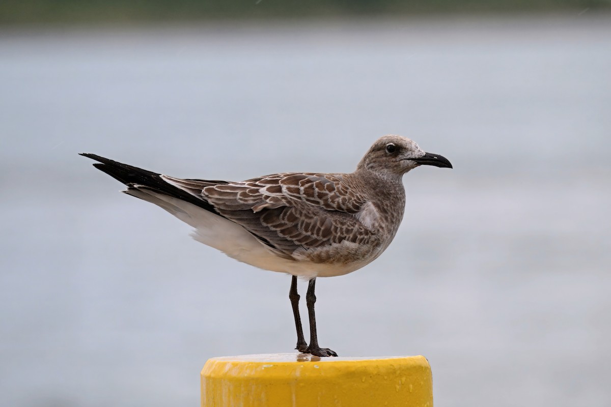 Laughing Gull - ML639906020