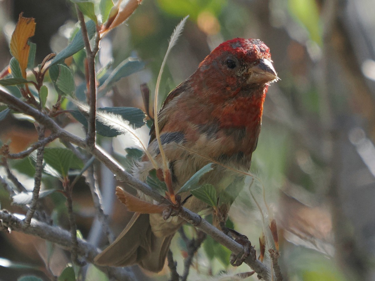Purple Finch (Western) - ML639906074