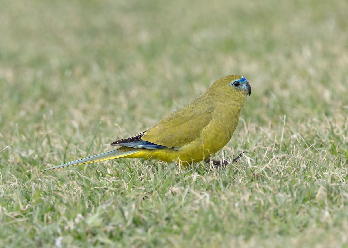 Rock Parrot - ML639906270