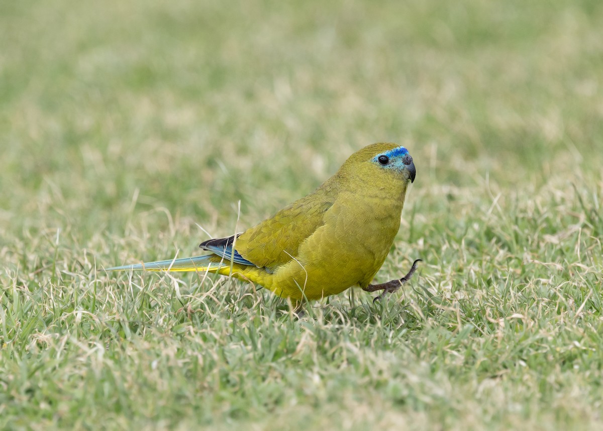 Rock Parrot - ML639906271