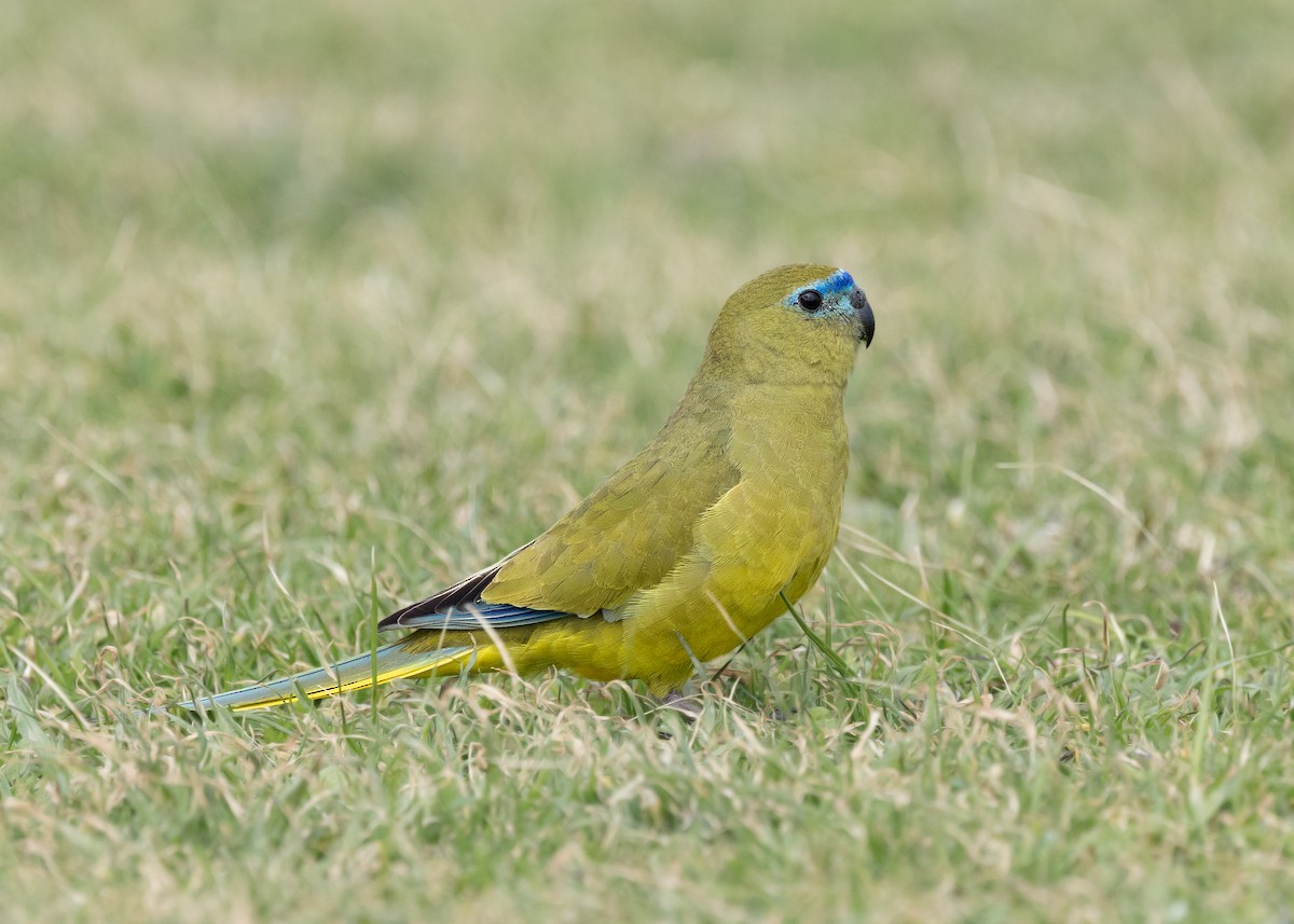 Rock Parrot - ML639906272