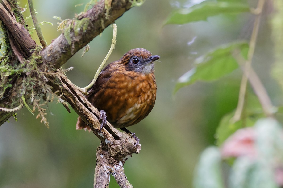 Rusty-breasted Wren-Babbler - ML639906503
