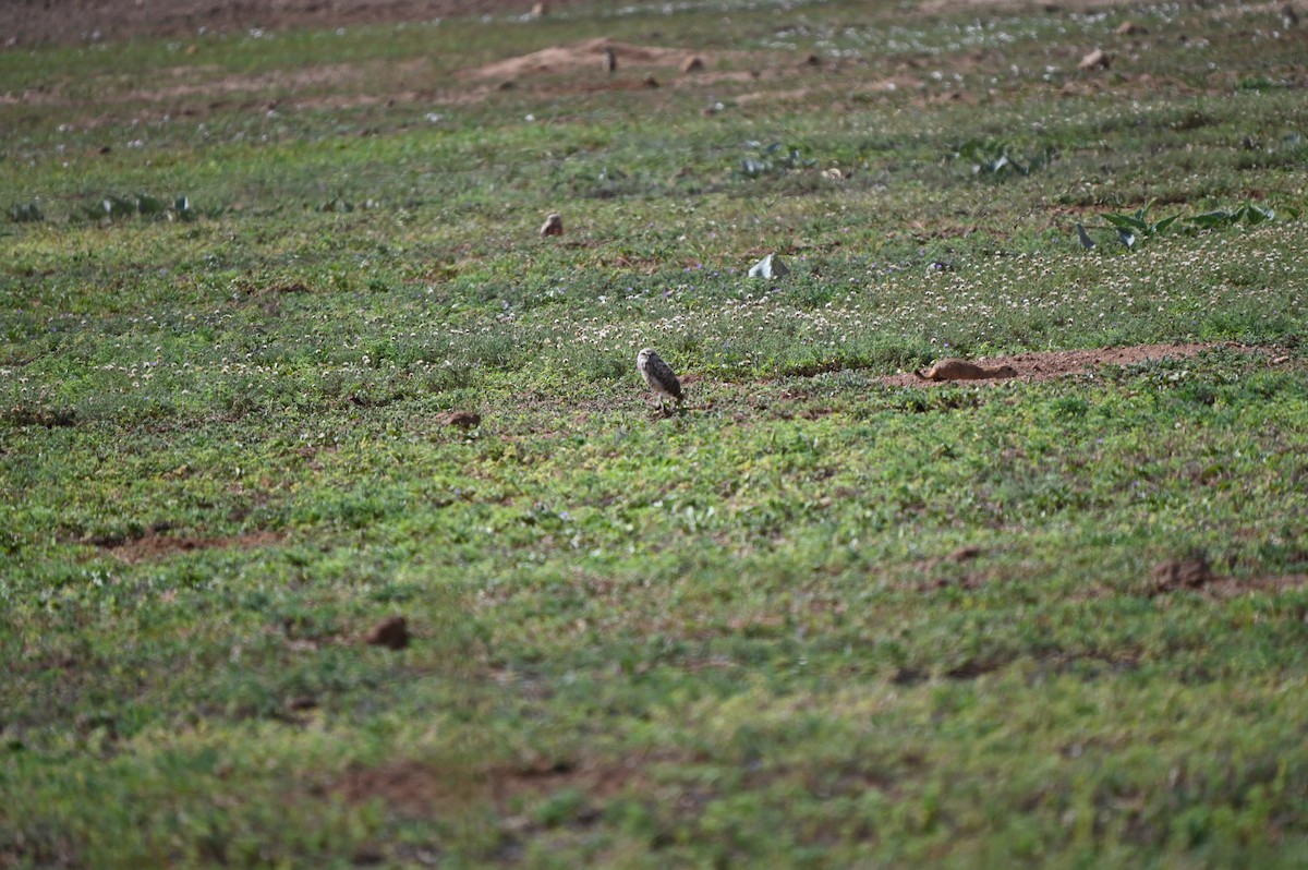 Burrowing Owl - ML639906528