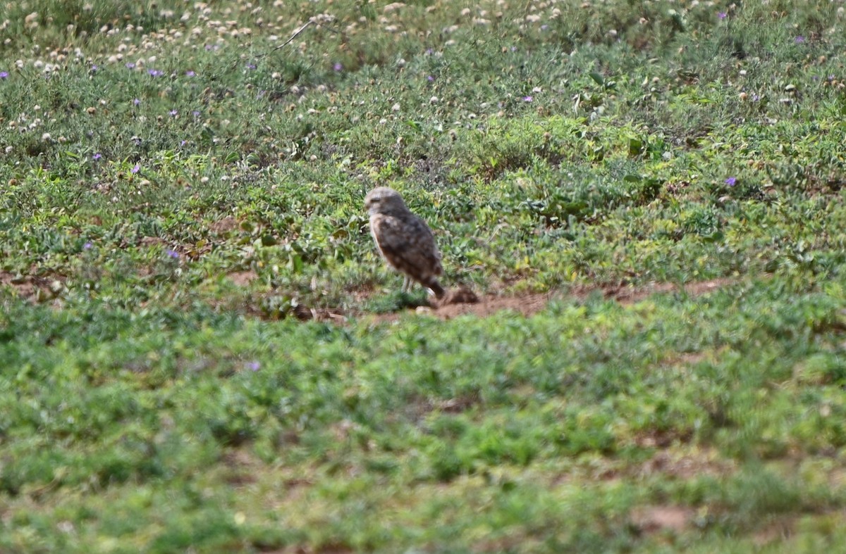 Burrowing Owl - ML639906532