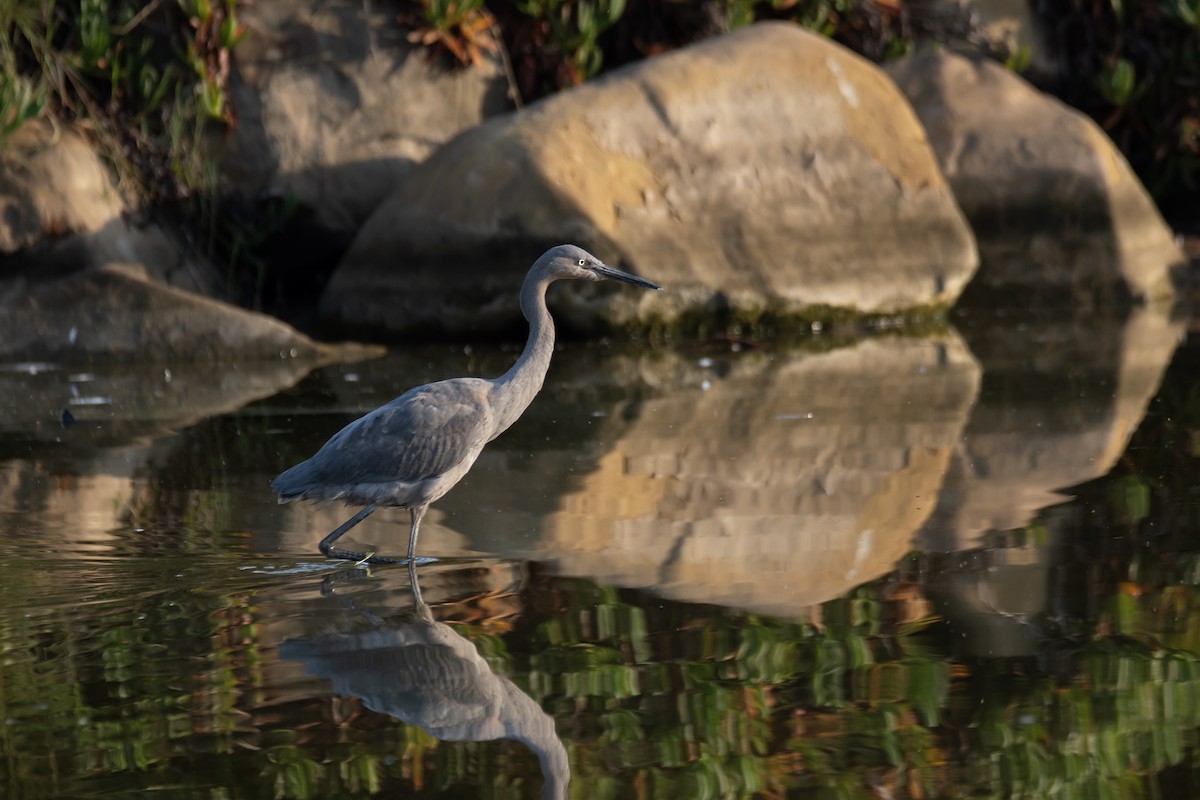 Reddish Egret - ML639906557