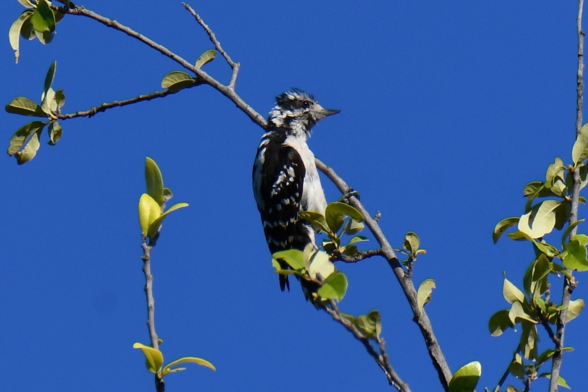 Downy Woodpecker - ML639906615