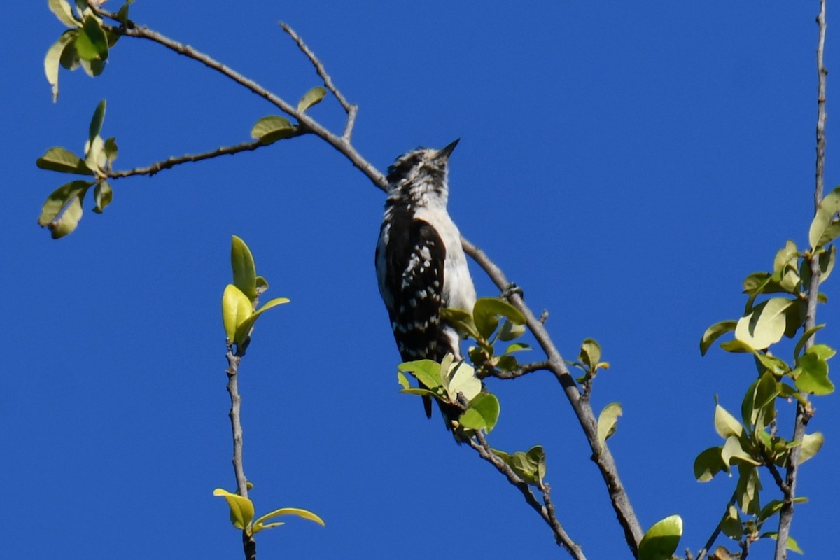 Downy Woodpecker - ML639906617