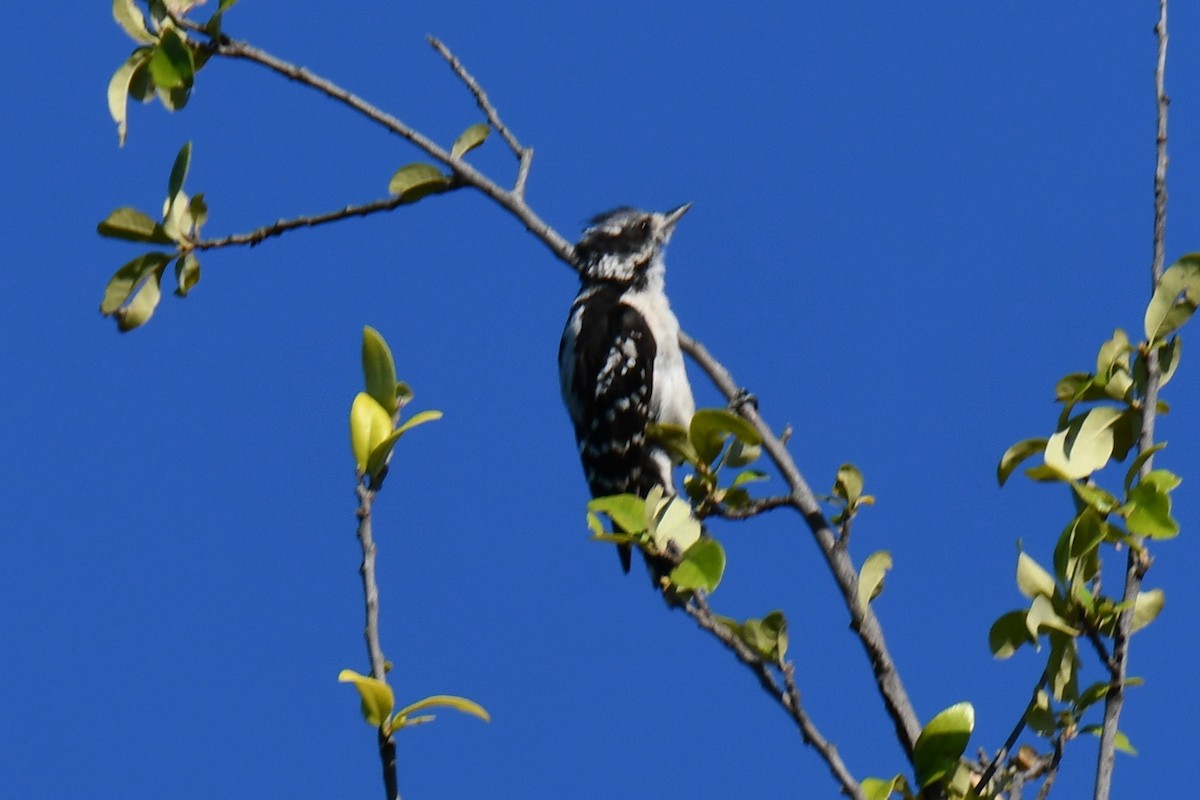 Downy Woodpecker - ML639906618
