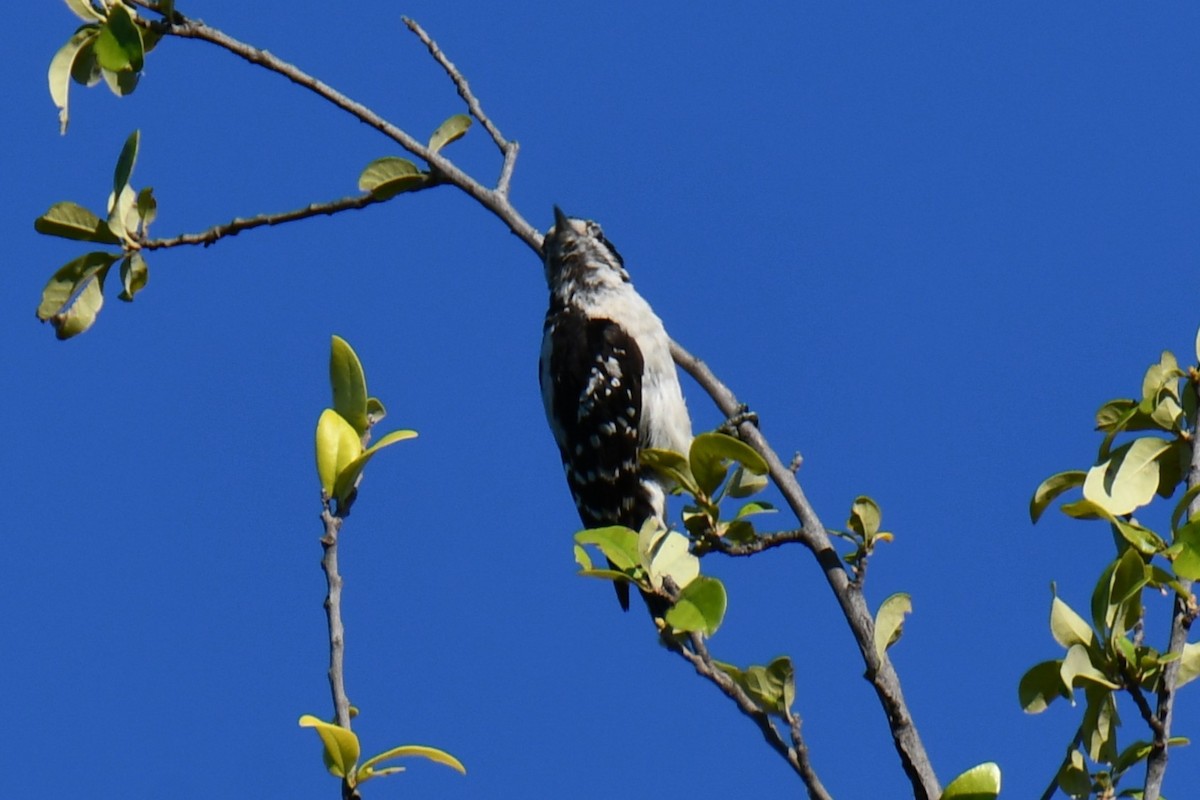 Downy Woodpecker - ML639906620