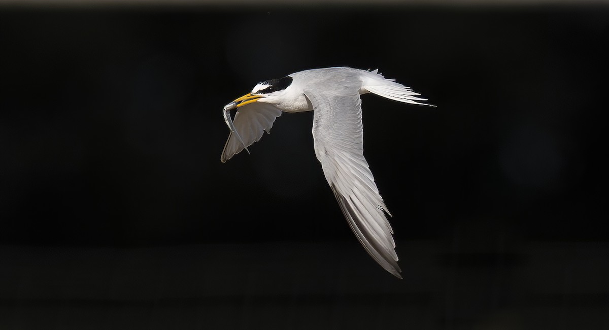 Little Tern - ML639906659