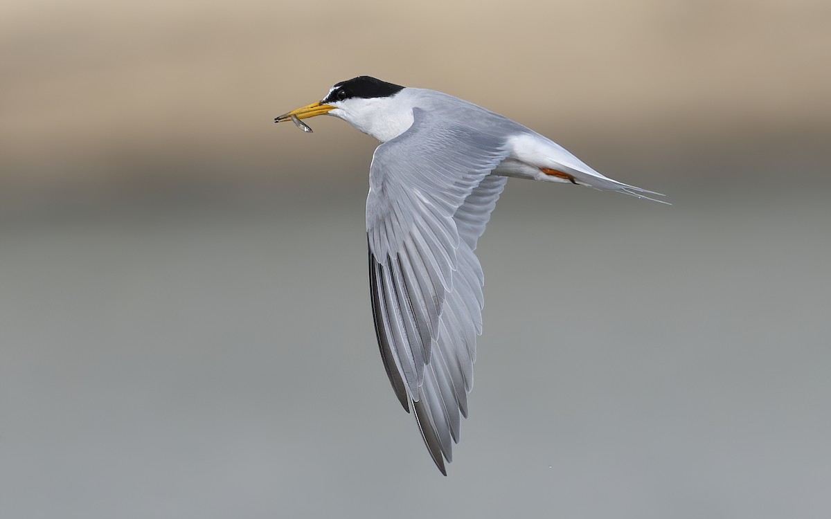 Little Tern - ML639906660