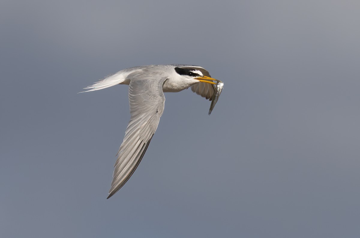 Little Tern - ML639906661