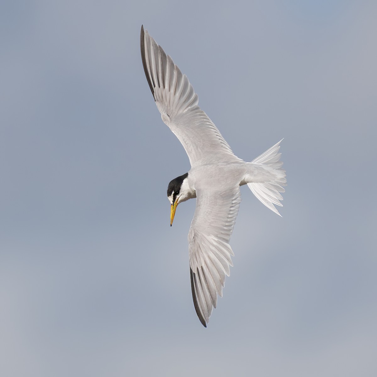 Little Tern - ML639906662
