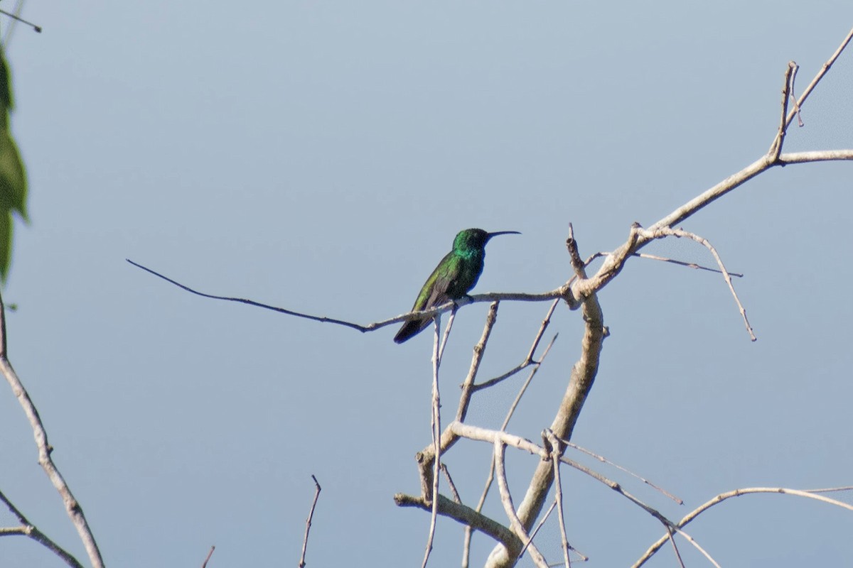 Green-throated Mango - ML639906664
