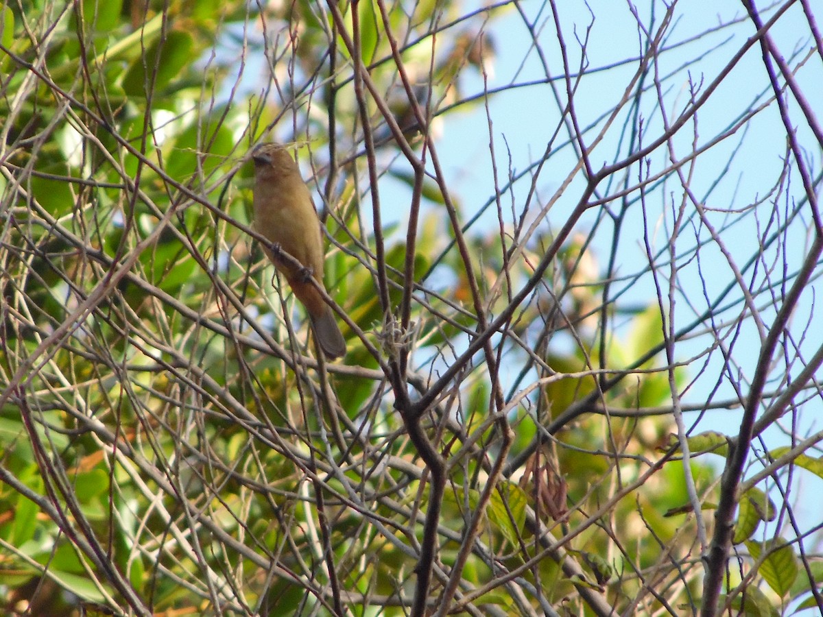 Large-billed Seed-Finch - ML639906700