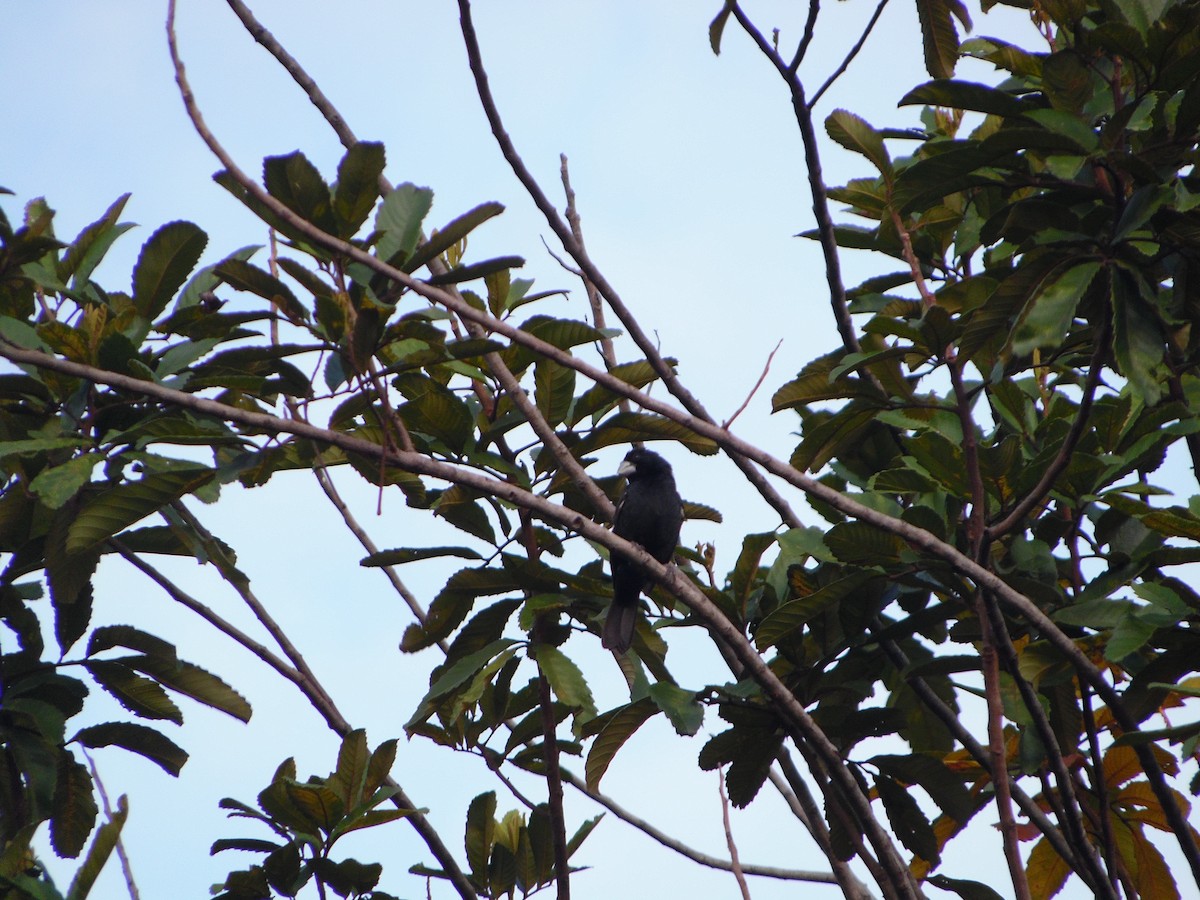 Large-billed Seed-Finch - ML639906701