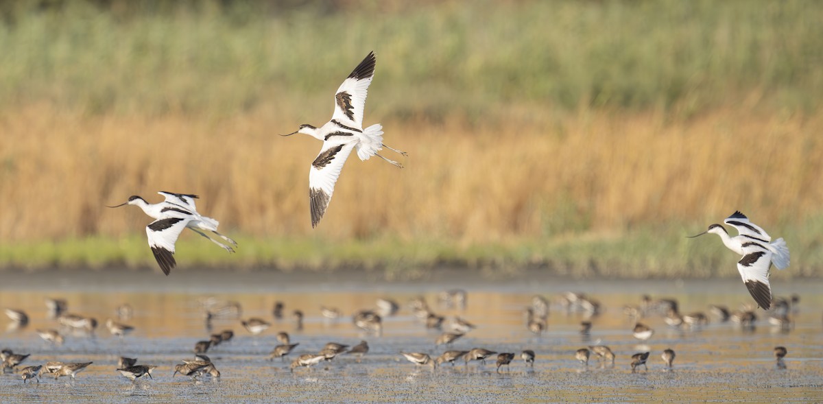 Pied Avocet - ML639906708