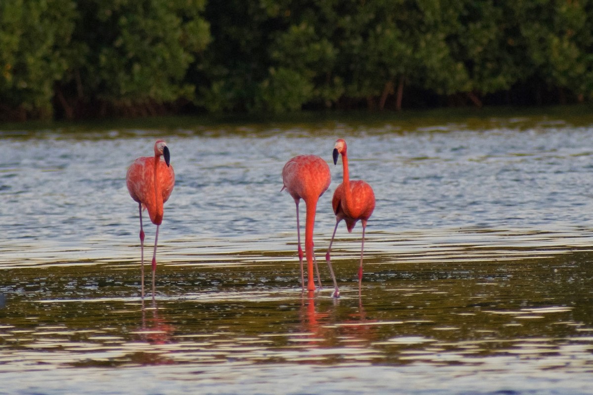 American Flamingo - ML639906789