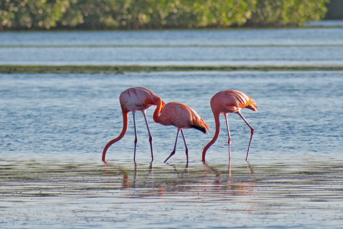 American Flamingo - ML639906790