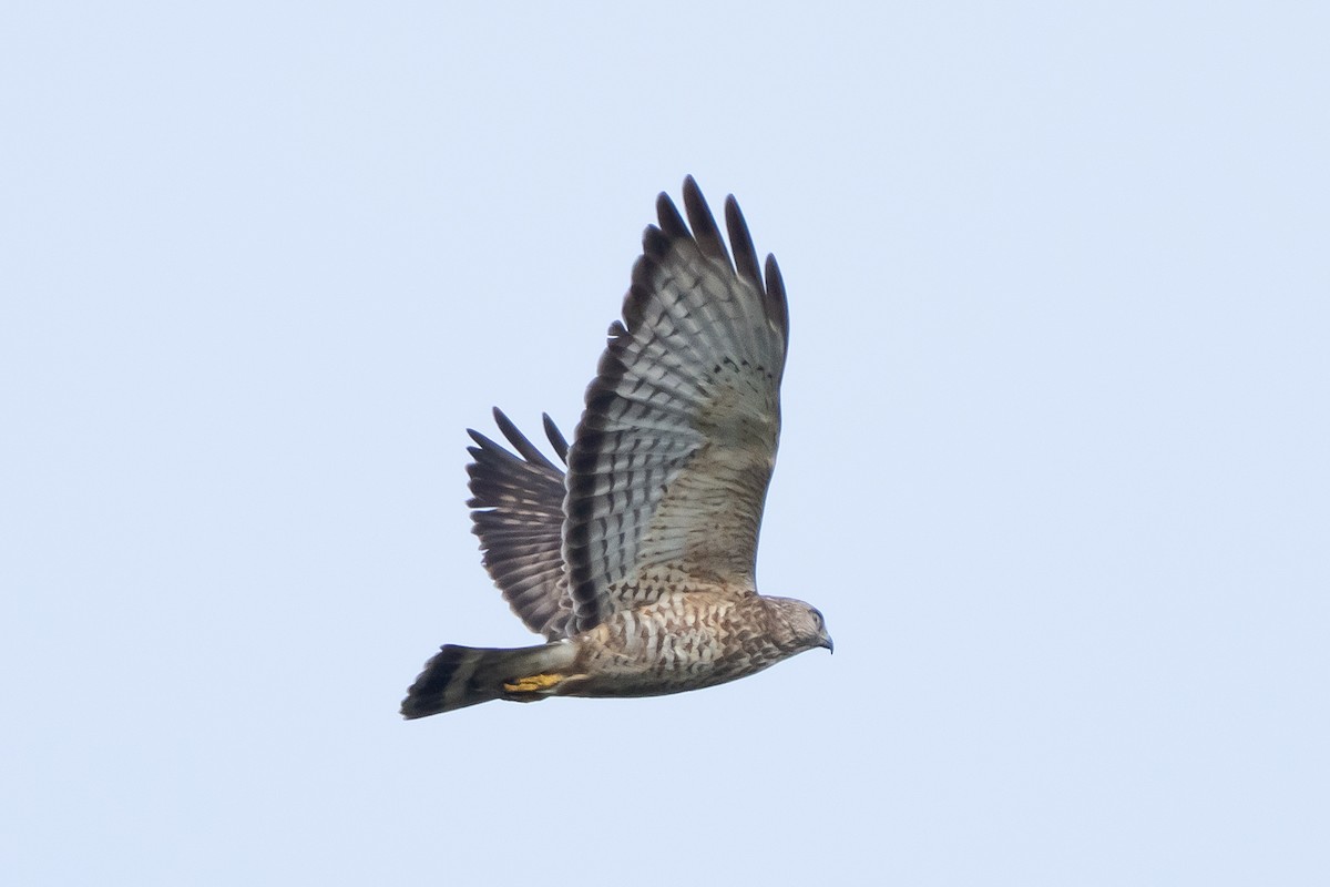 Broad-winged Hawk - ML639906913