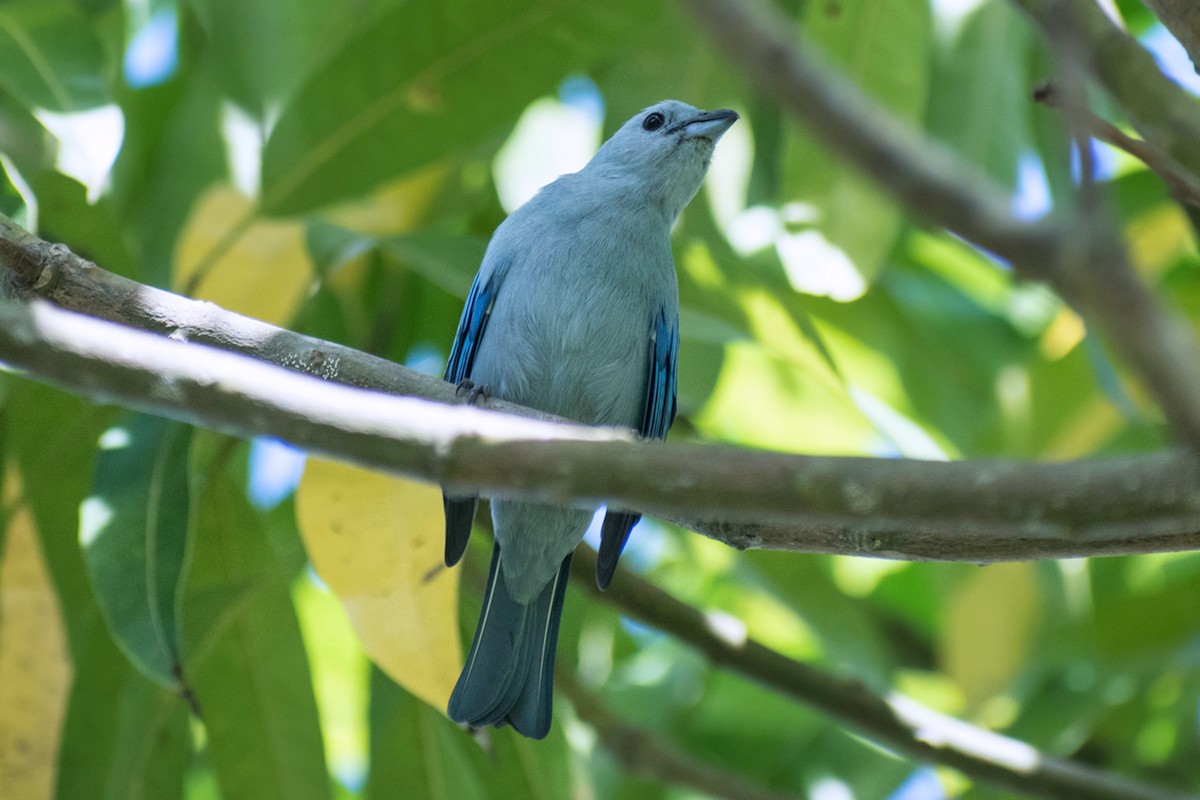 Blue-gray Tanager - ML639906932