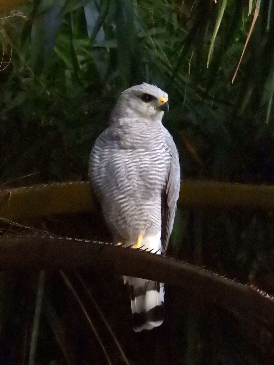 Gray-lined Hawk - ML639906988