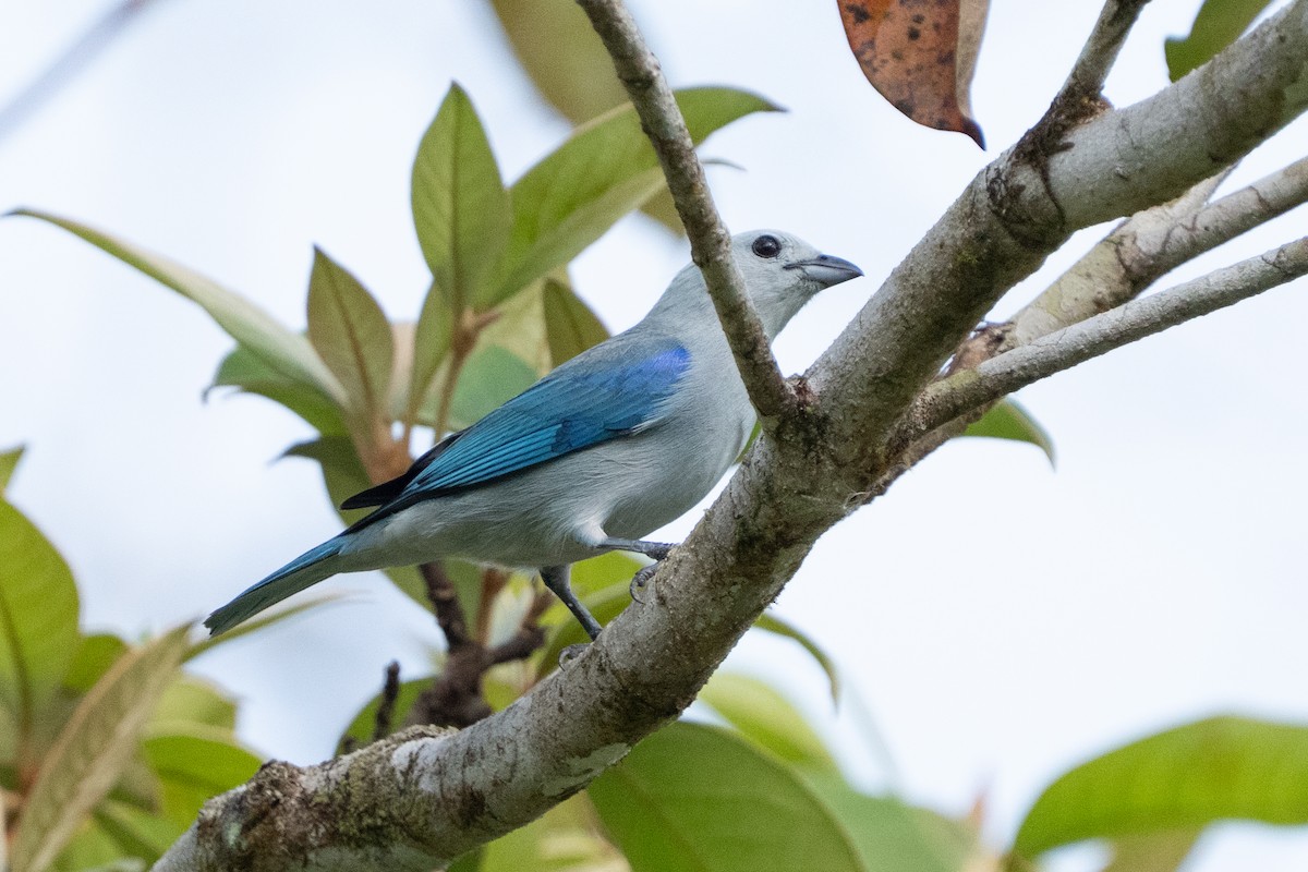 Blue-gray Tanager - ML639906989