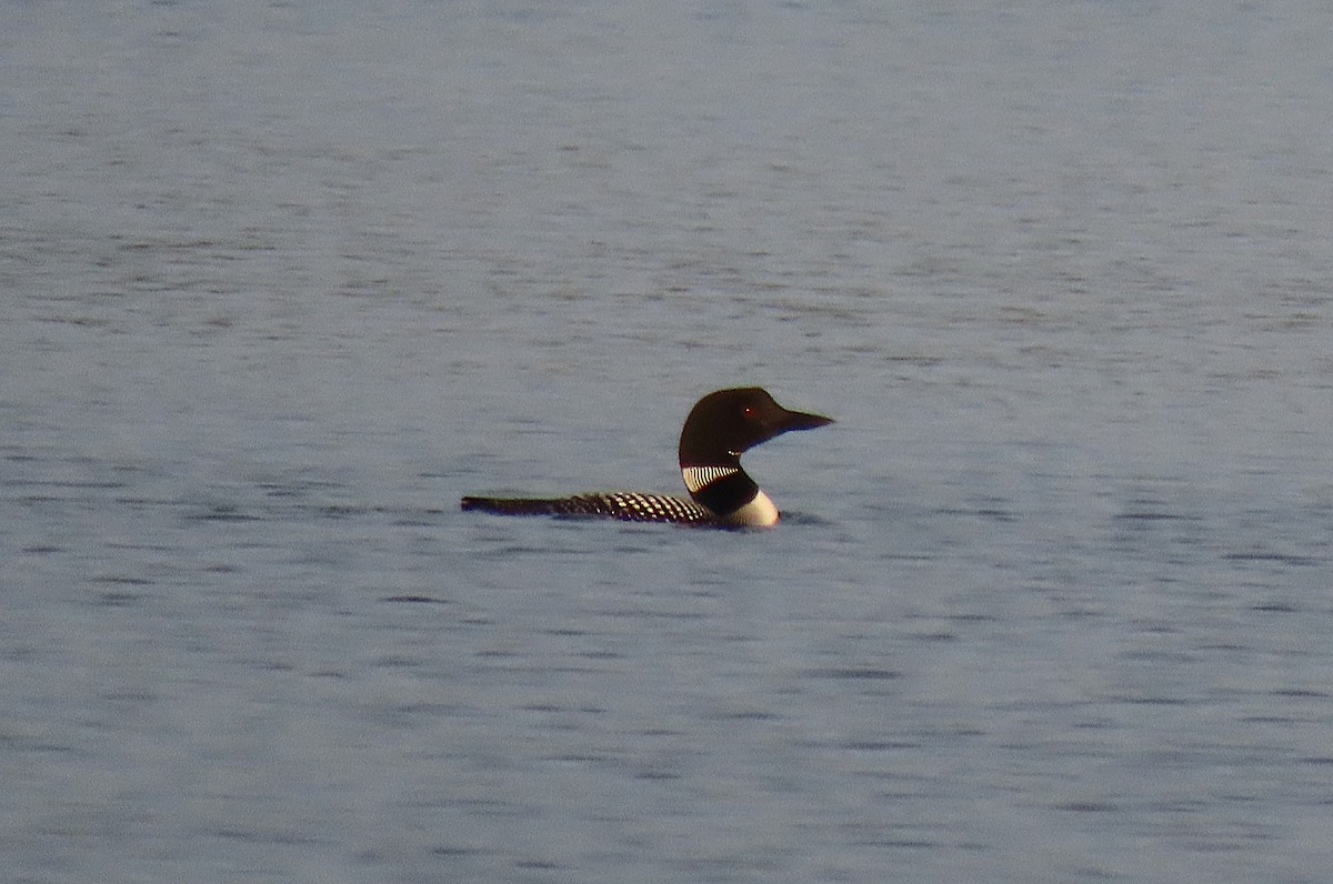 Common Loon - ML639906999