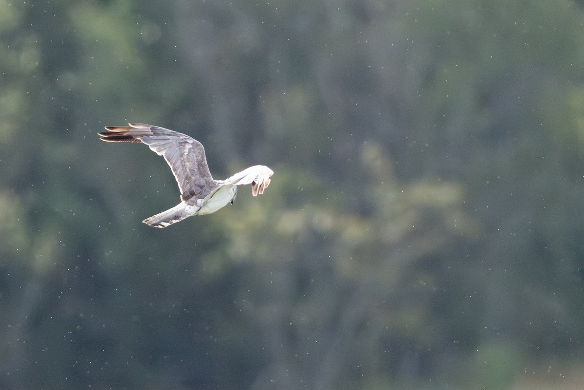 Pallid Harrier - ML639907018