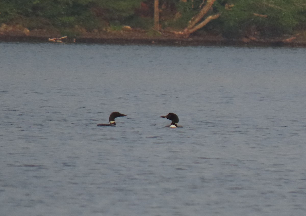 Common Loon - ML639907021