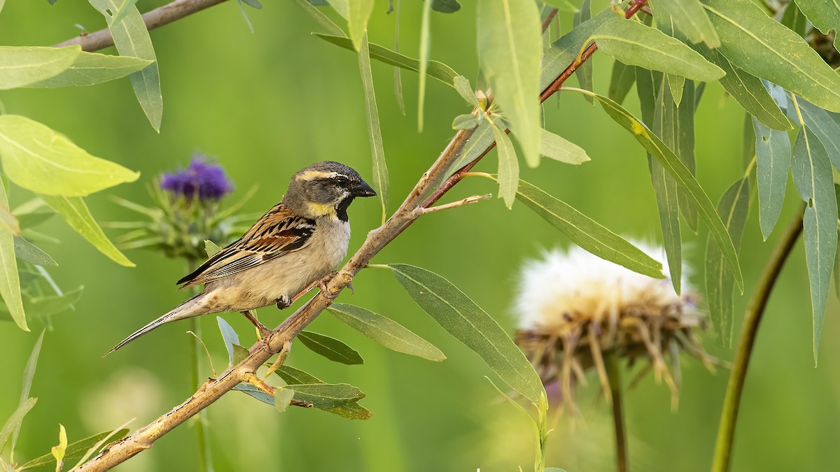 Dead Sea Sparrow - ML639907034