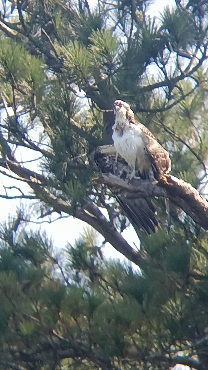 Osprey - ML639907043