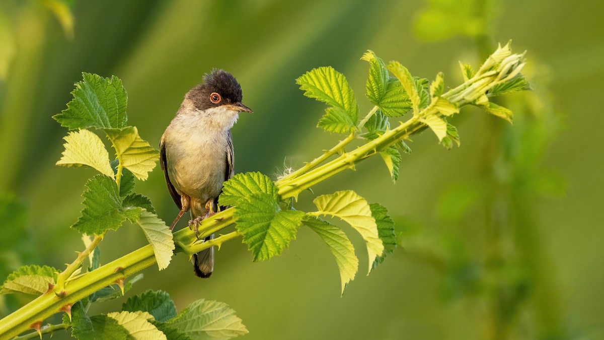 Menetries's Warbler - ML639907047