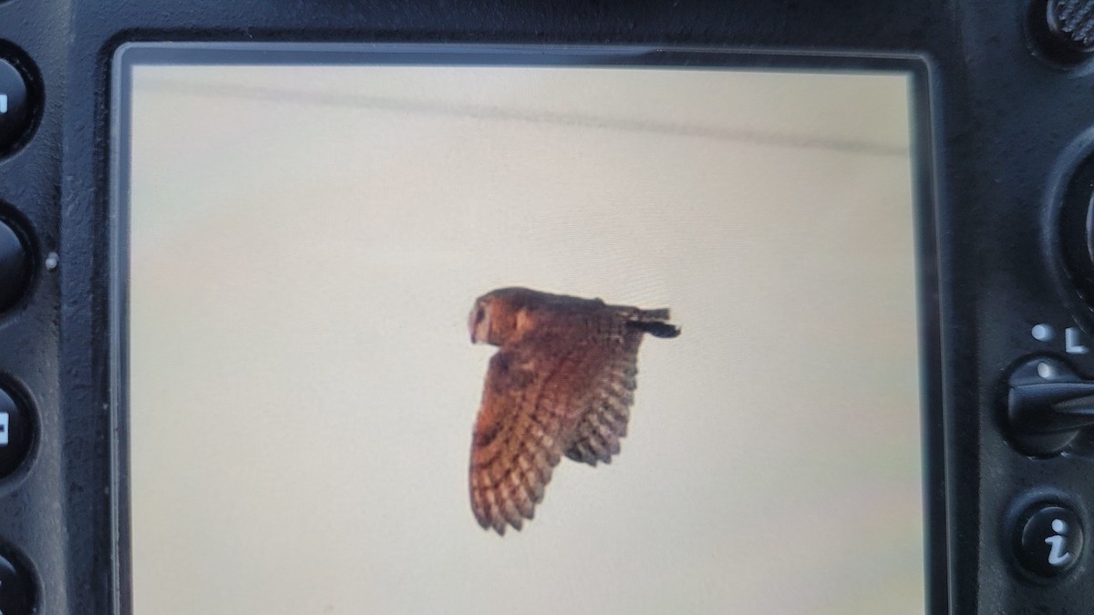 Australasian Grass-Owl - ML639907056